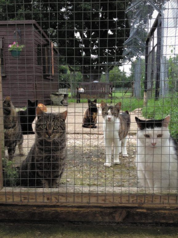 cat rescue centre