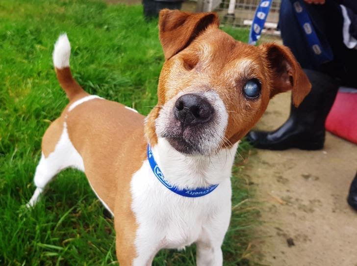 blind Jack Russell Chipper rescued 