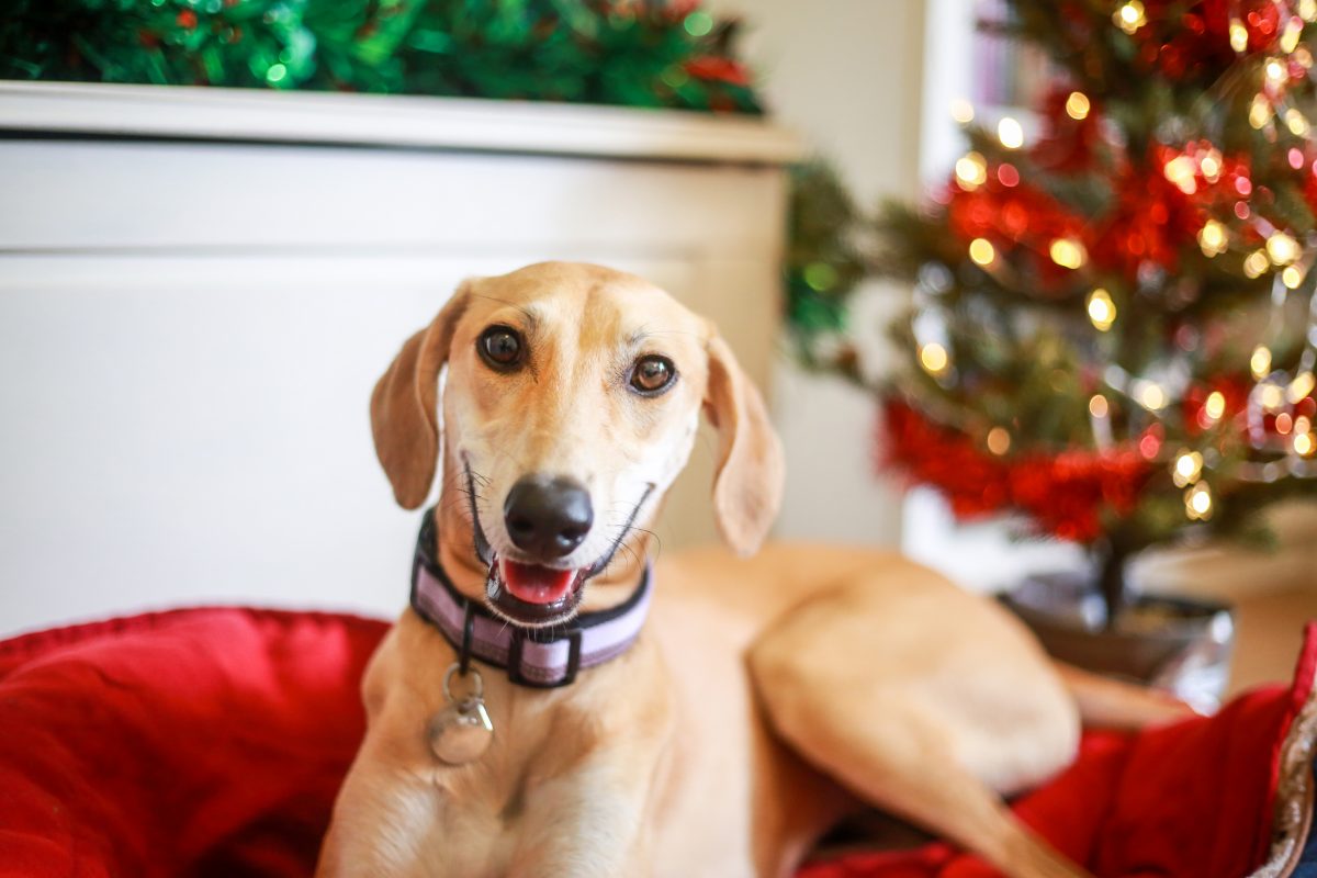 Lurcher Left For Dead Given New Life And Home For Christmas Thanks To 