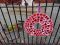 Bullivant Media